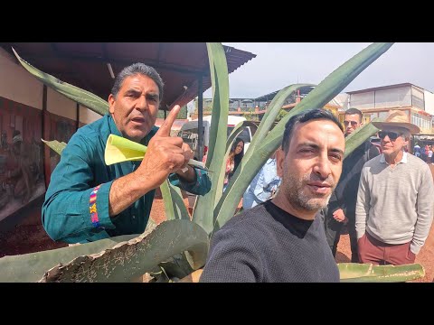 Bu kaktüs olmasaydı Meksika olmazdı! 🇲🇽