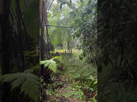 Huzur dolu bir yağmur ormanı