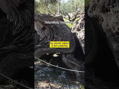 Bu Zeytin Ağacı Dünyaya Geldiğinde..