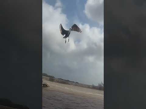 Kızlar Arkanızda Timsah Var!