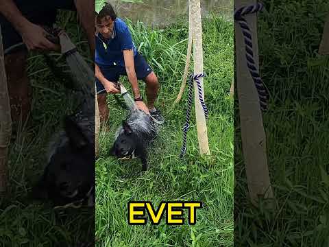 Fakir Biri Nasıl Hawaii'ye Gider?