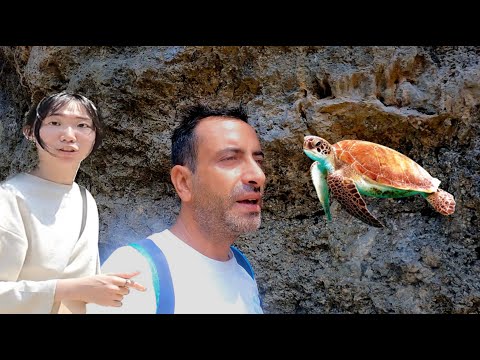 Tayvan'ın Sularında Kaplumbağalarla Yüzdüm 🇹🇼