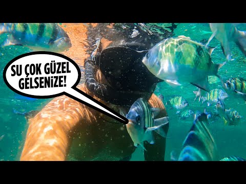 Tayland’ın Muhteşem Sualtı Dünyası (Koh Lipe) 🇹🇭