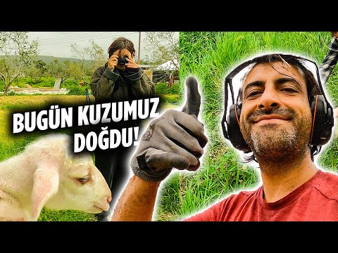 Avrupalı Gençler Bu Çiftlikte Çalışıyor 🇬🇷