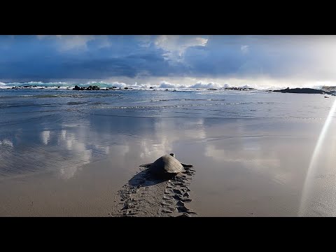 Hawaii Adası'nda Huzur Buldum 🇺🇸