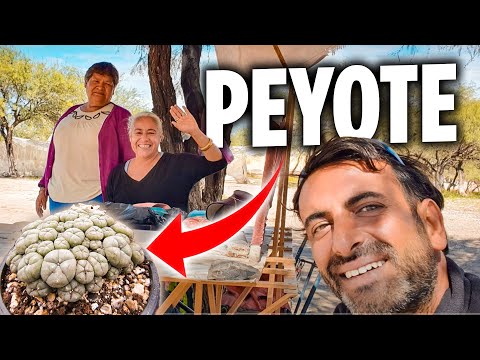 Peyoteyi Anavatanında Denedim (Wadley, Meksika) 🇲🇽