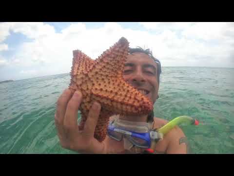 Deniz Yıldızına Yolculuk / Cozumel Adası, Meksika 🇲🇽
