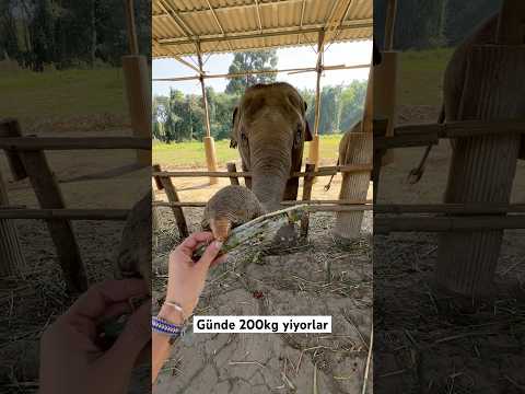 Yetişkin bir fil günde ortalama 200 kg yemek yiyor ve 100 lt su tüketiyorlar..  #tayland #elephant