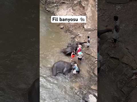 Tayland Chiang Mai’de filleri böyle yıkıyorlar. Banyo yapmak en sevdikleri şeylerden biri.