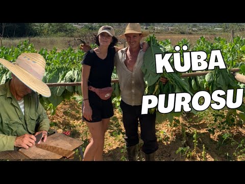 Dünyanın En İYİ PUROLARI  Burda Üretiliyor 🇨🇺